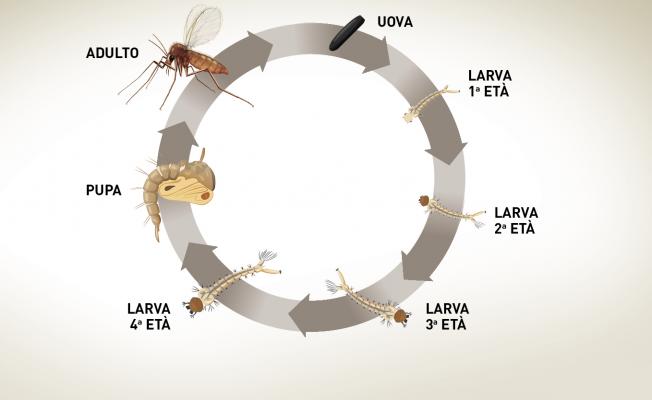 TRAP LINE - CARTONCINO COLLANTE CON ATTRATTIVO ALIMENTARE E FEROMONE